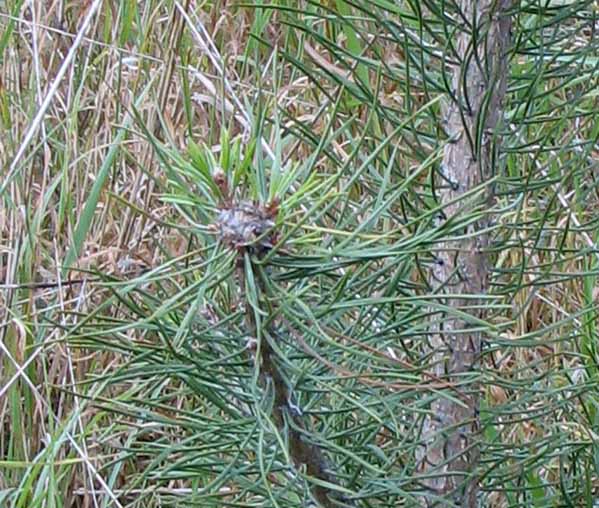 sosna nowe pĂŞdy.jpg