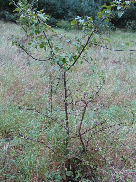 co to za drzewko 1.jpg