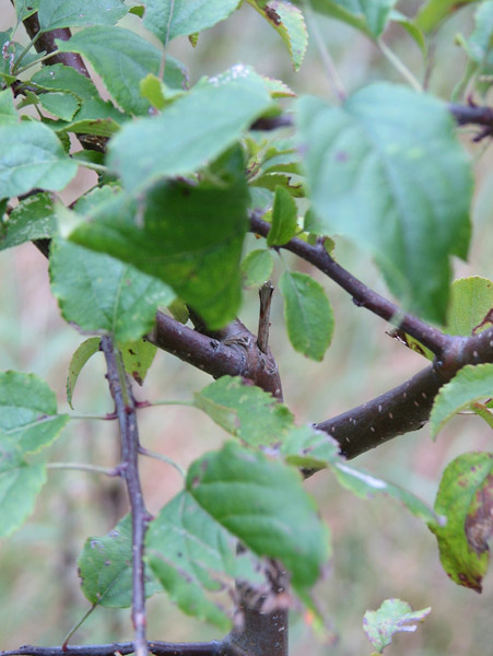 co to za drzewko 2.jpg