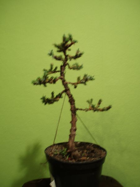 JaÂłowiec - moyogi