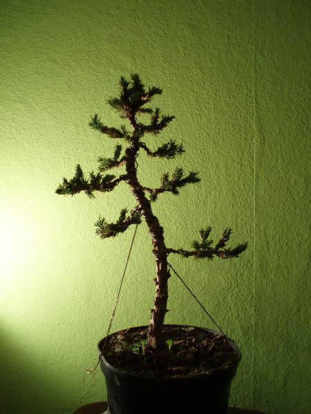 JaÂłowiec - moyogi