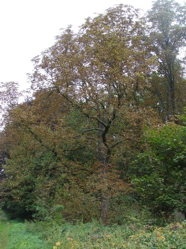 Lekko powykrĂŞcana gaÂłÂązka.