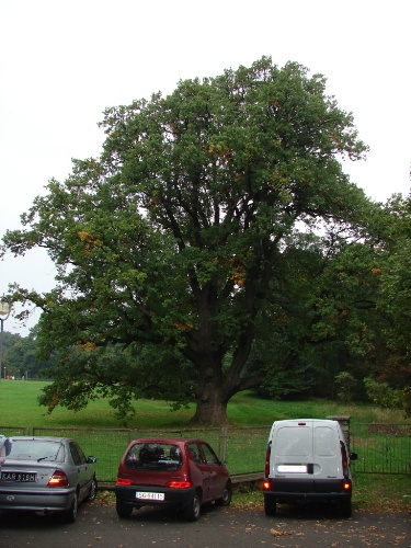 JuÂż na samym poczÂątku powaliÂł mnie ten dÂąb.