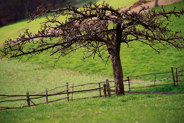 jabÂłoĂą insp.jpg