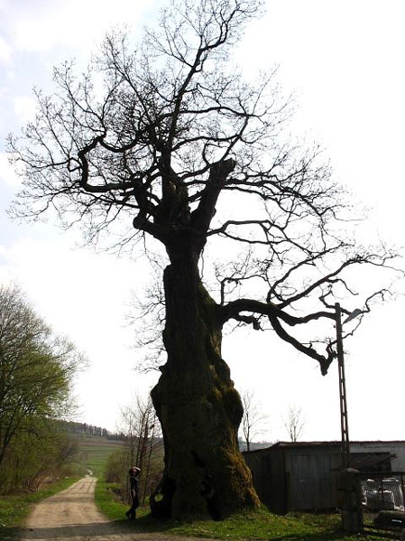 dab_szypulkowy_911 insp.jpg