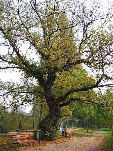 wiaz_szypulkowy_901 insp.jpg