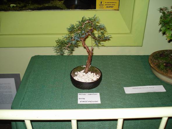 JaÂłowiec sabiĂąski Korzenia.