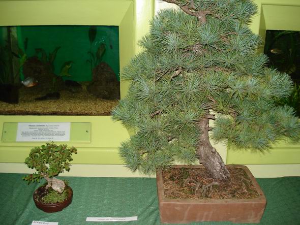 MĂłj berberys i sosna W.P.