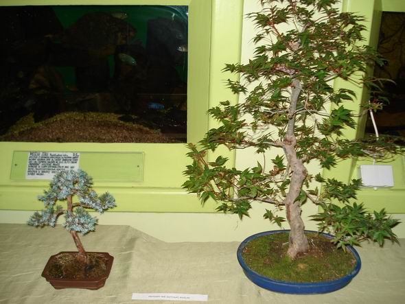 MĂłj jaÂłowiec i klon palmowy Nemo69