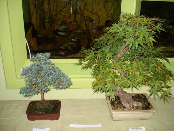 Cyprys Martina i klon palmowy W.P.