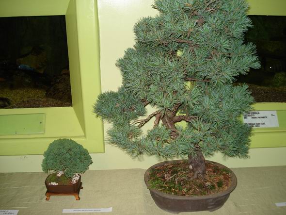 JÂłowiec chiĂąski Korzenia i sosna W.P.