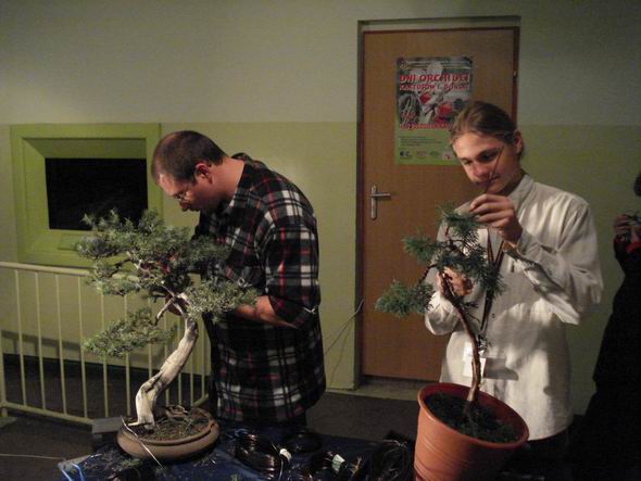 Olon i Acer Palmatum