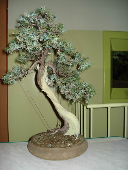 JaÂłowiec pospolity w caÂłej okazaÂłoÂści.