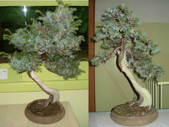 JaÂłowiec pospolity WÂłodka Pietraszko przed i po formowaniu.