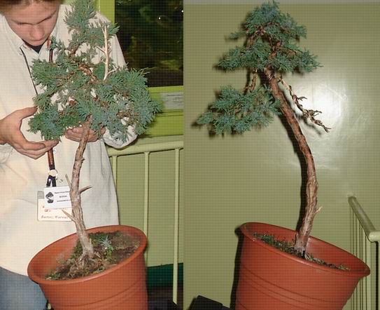 JaÂłowczyk Acera przed i po.