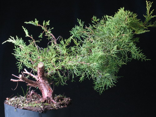 Surowy material  J.pfitzeriana