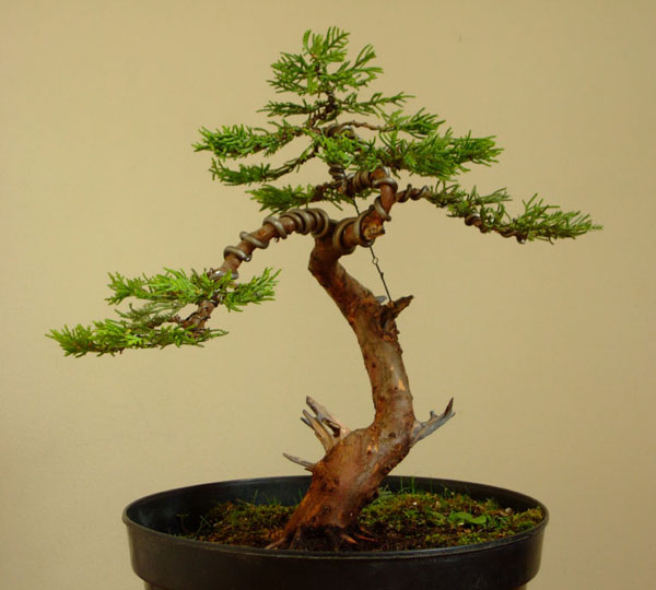 Po wstĂŞpnym formowaniu