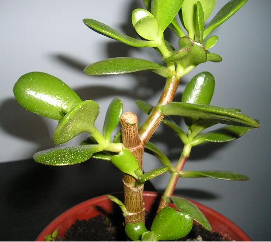 Nie wiem czemu nie puscil w tym miejscu nowych pĂŞdĂłw/liÂści?