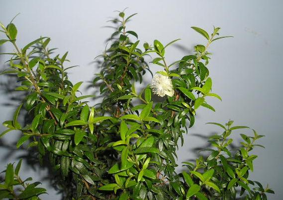 ZakwitÂł. Wiec chyba ma dobrze. :D