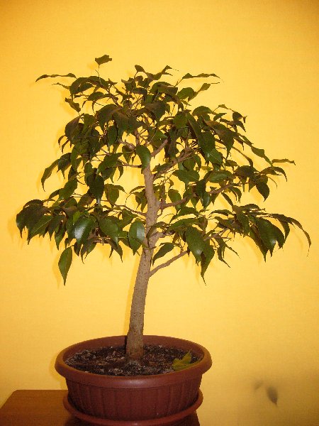 paÂździernik 2006
<br />wys. 46cm