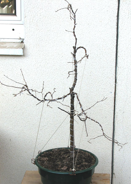 brzoza lewa strona 1.jpg