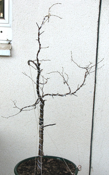 brzoza prawa strona.jpg