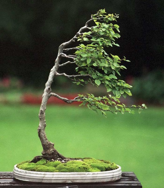 Carpinus Orientalis -fukinagashi3.jpg