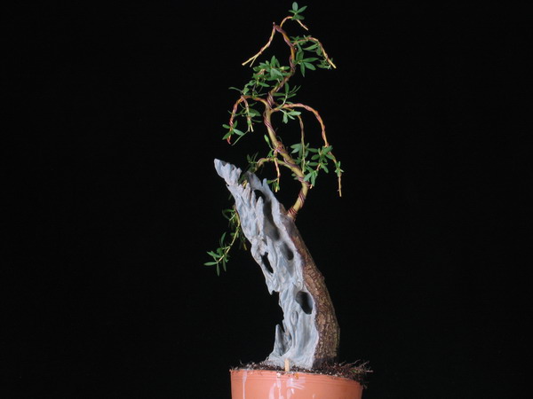 Poczatek drogi pewnej wierzby,zeby tylko nie plakala