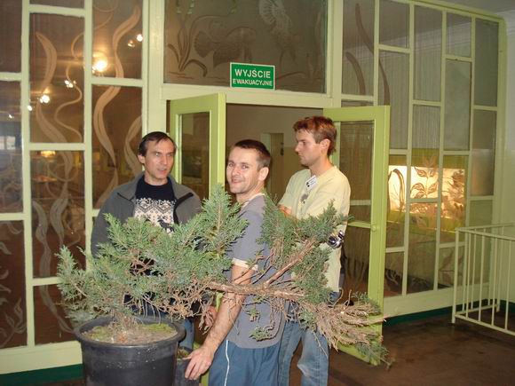 JaÂłowiec Stomeksa.