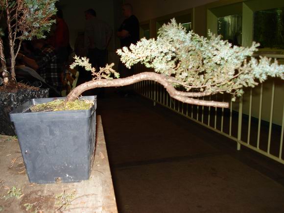 JaÂłowczyk Wojtka (Dragonww).