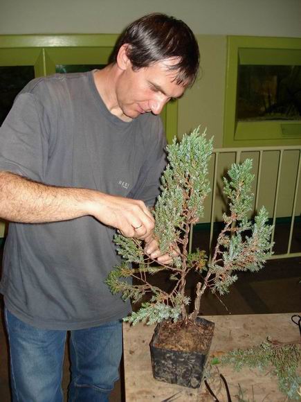 KorzeĂą przy pracy.