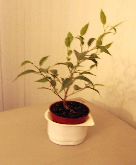 Ficus