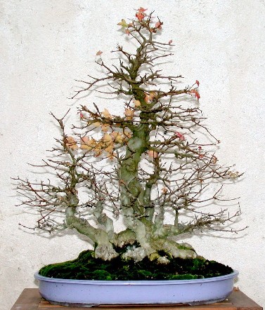 Styl Netsuranari.jpg