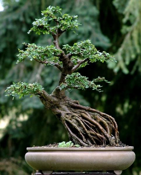 Forma z korzeniami oplatajÂącymi kamieĂą.jpg