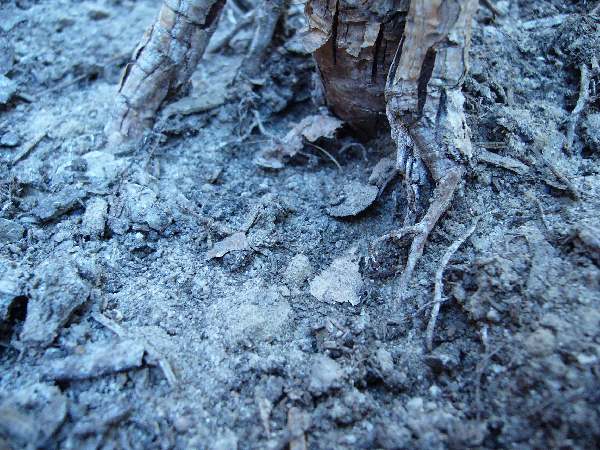 stare, pierwotne podÂłoÂże