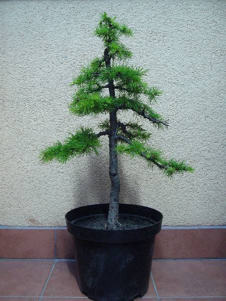 po przesadzeniu
<br />czerwiec 2006