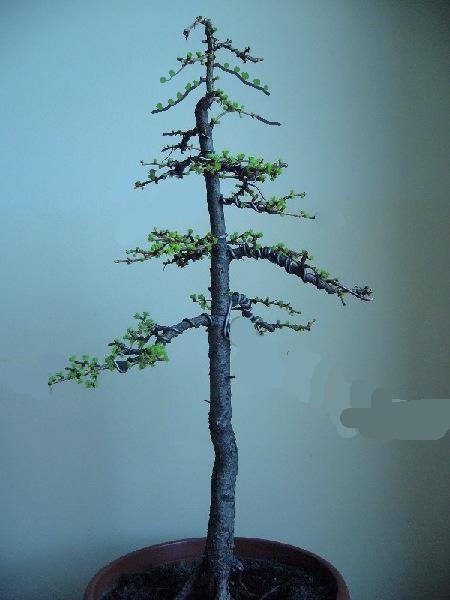 larix_2006_04_242.jpg