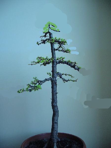 larix_2006_04_242.jpg