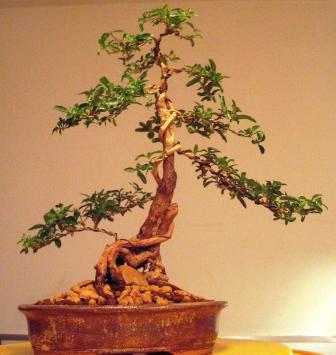 nowa doniczkan nowy front i nowa nazwa na spotkaniu TANUKI otrzymaÂła imiĂŞ - "LIANA" :)