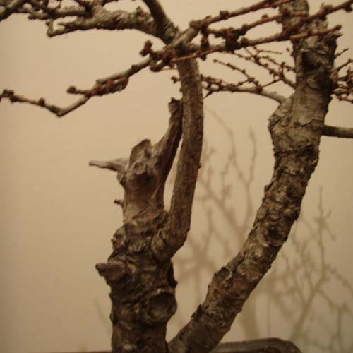 tyÂł pierwszej gaÂłĂŞzi