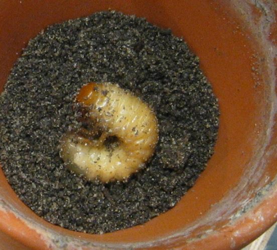 Takiego go znalazÂłem