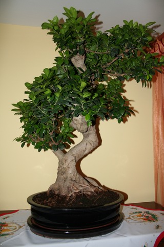 Resize of IMG_3382.JPG