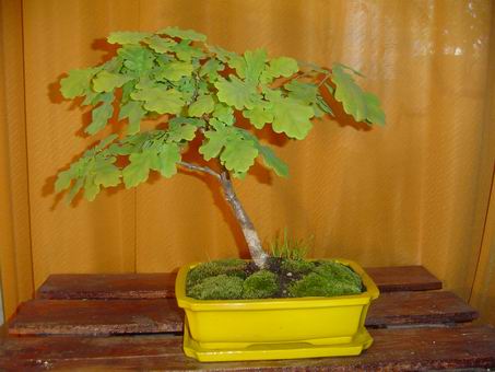 PĂłÂźna wiosna. Wszystko fajnie, tylko widoczne sÂą brzydkie zacieki wapnia na pniu po niewÂłaÂściwym podlewaniu.