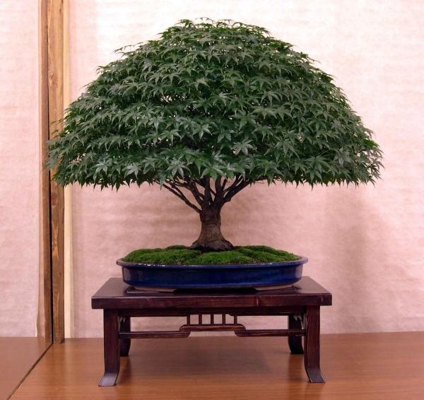 Acer Palmatum1.jpg