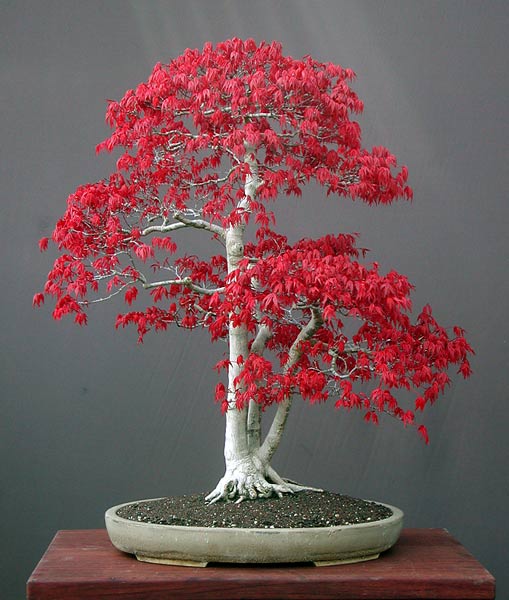 Acer Palmatum2.jpg