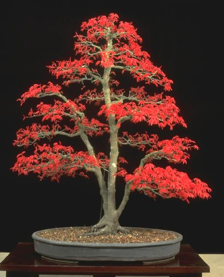 Acer Palmatum Chishio.jpg