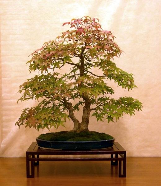 Acer Palmatum Deshojo.jpg