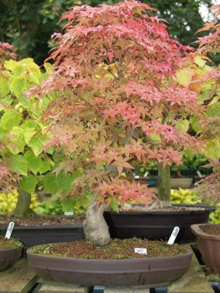 Acer Palmatum Desojo1.jpg