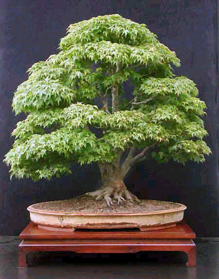 Acer Palmatum.jpg