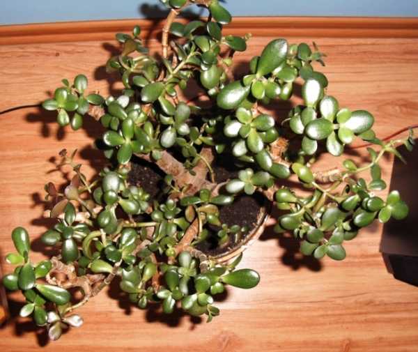 2006.12.27_Drzewko SzczĂŞÂścia 005a.jpg